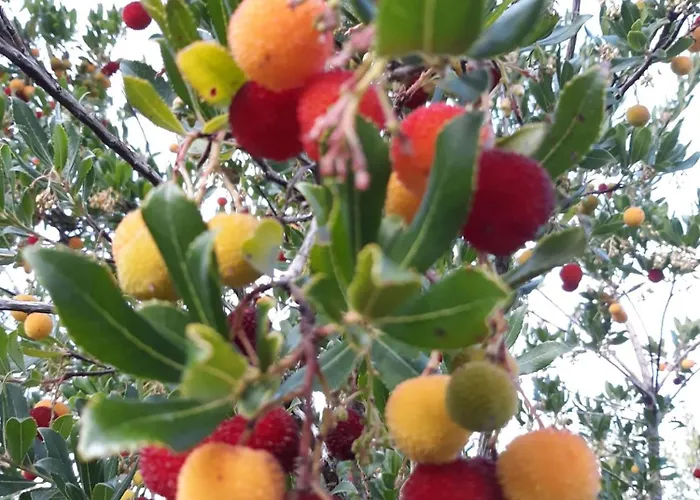 Il Rifugio Dell'ape 4* سينِغاليا